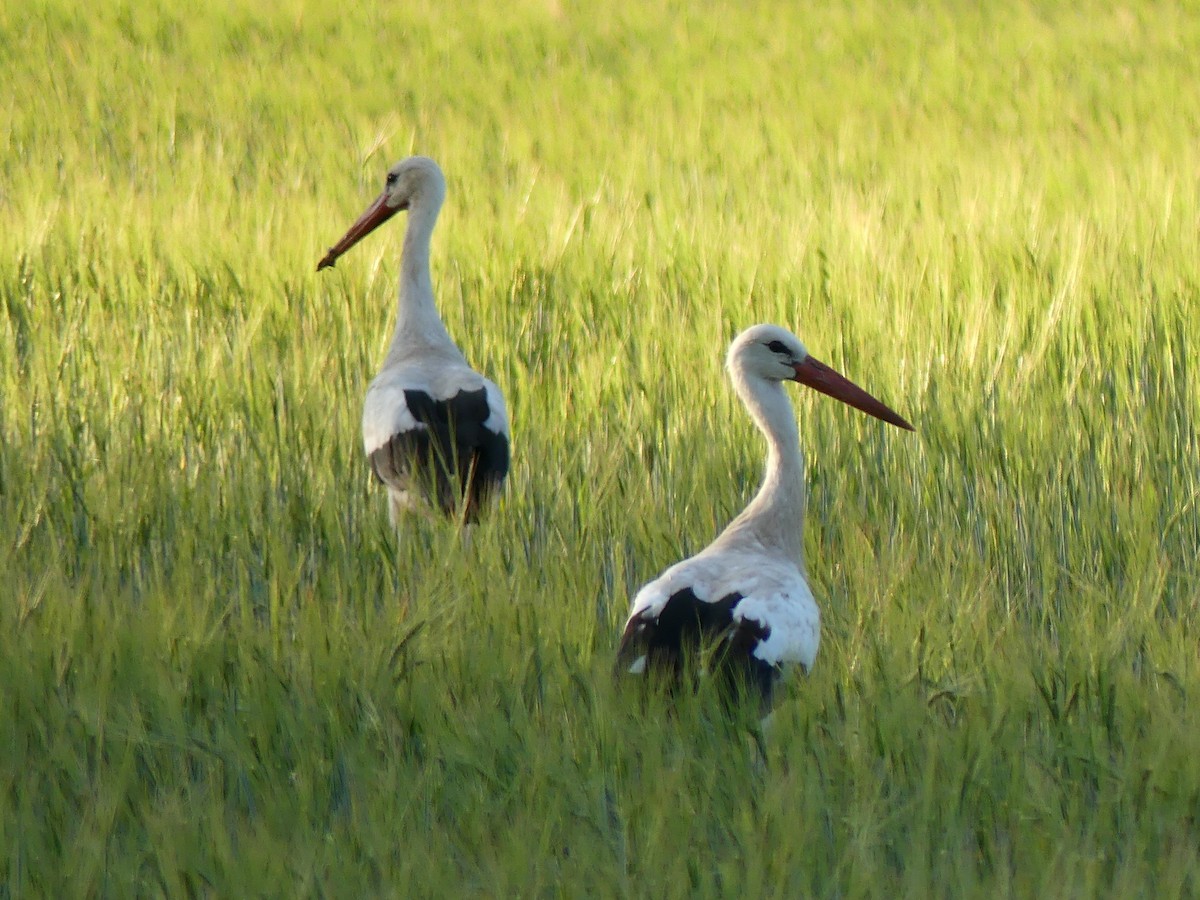 White Stork - ML571196281