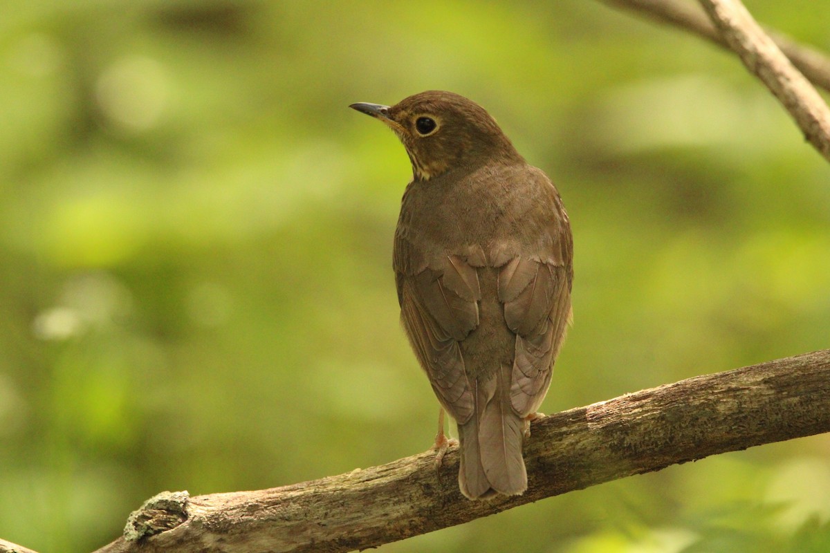 Swainson's Thrush - ML571196311