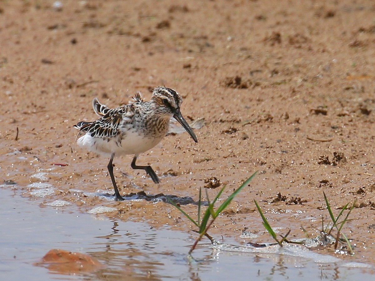 Broad-billed Sandpiper - ML571196391