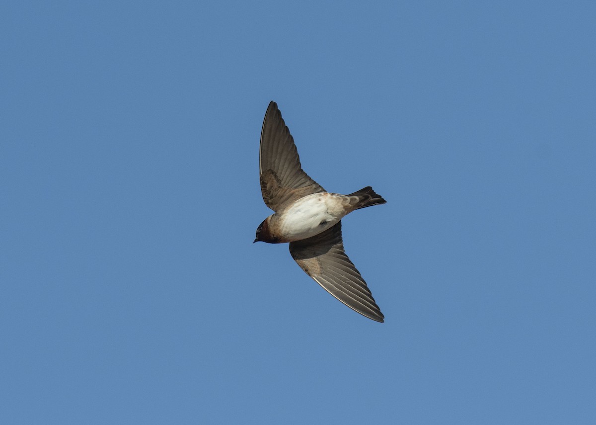 Cliff Swallow - ML571196461