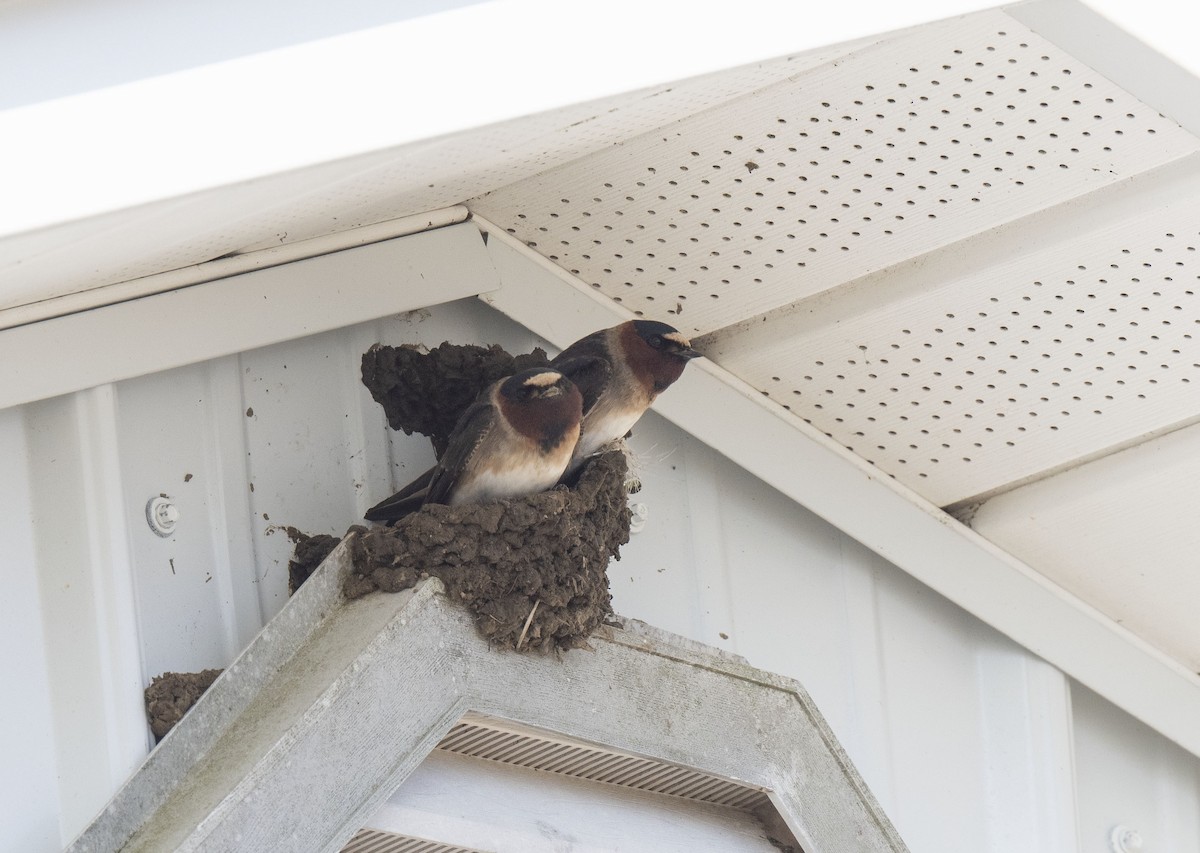 Cliff Swallow - ML571196521