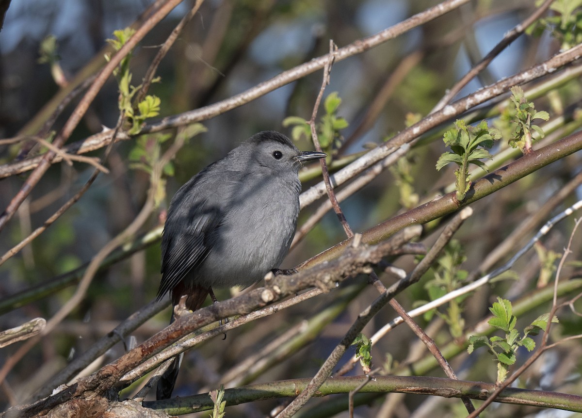 Gray Catbird - ML571196551