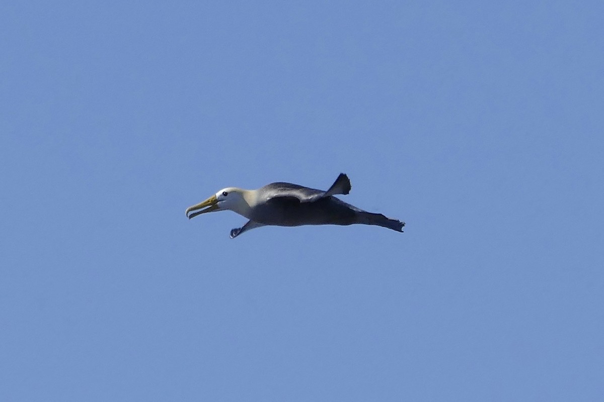 Albatros de Galápagos - ML57119681