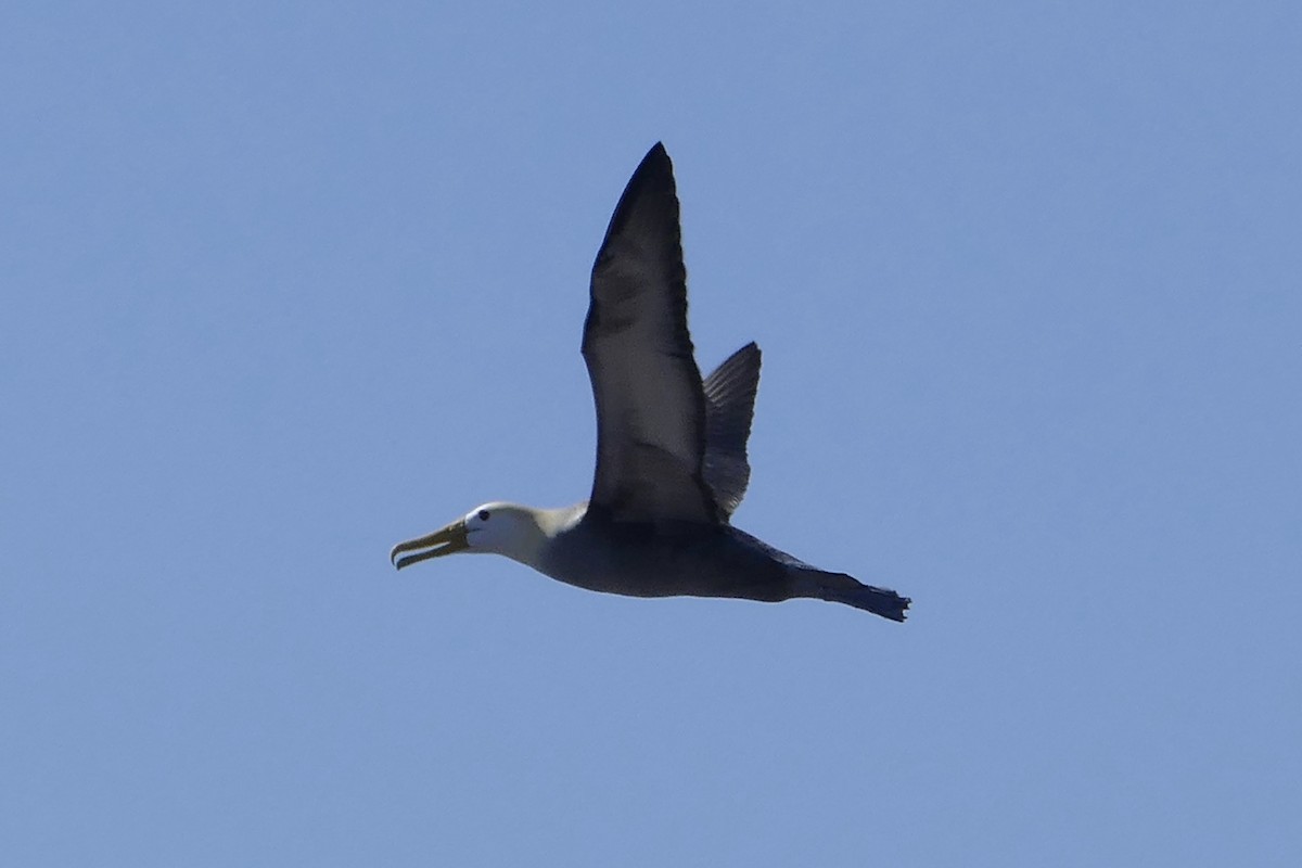 Albatros de Galápagos - ML57119691