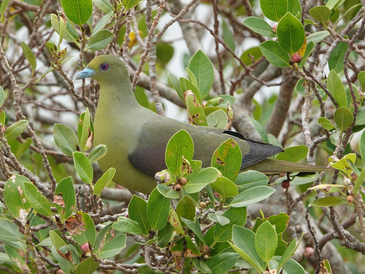 Whistling Green-Pigeon (Ryukyu) - ML571196961