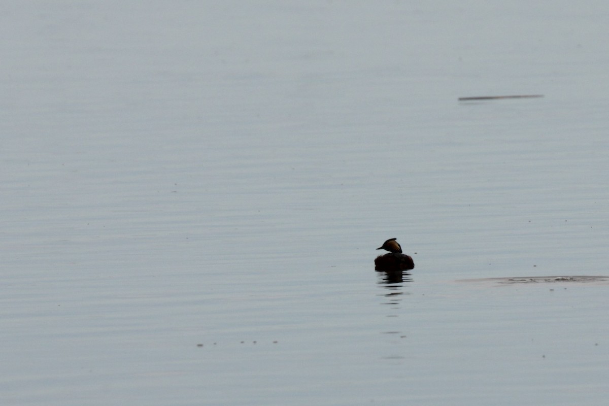 Eared Grebe - Doug Korver