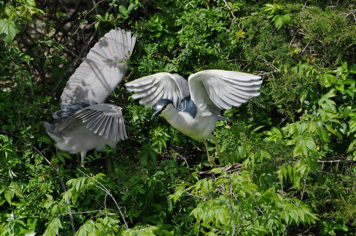 Black-crowned Night Heron - marvin hyett