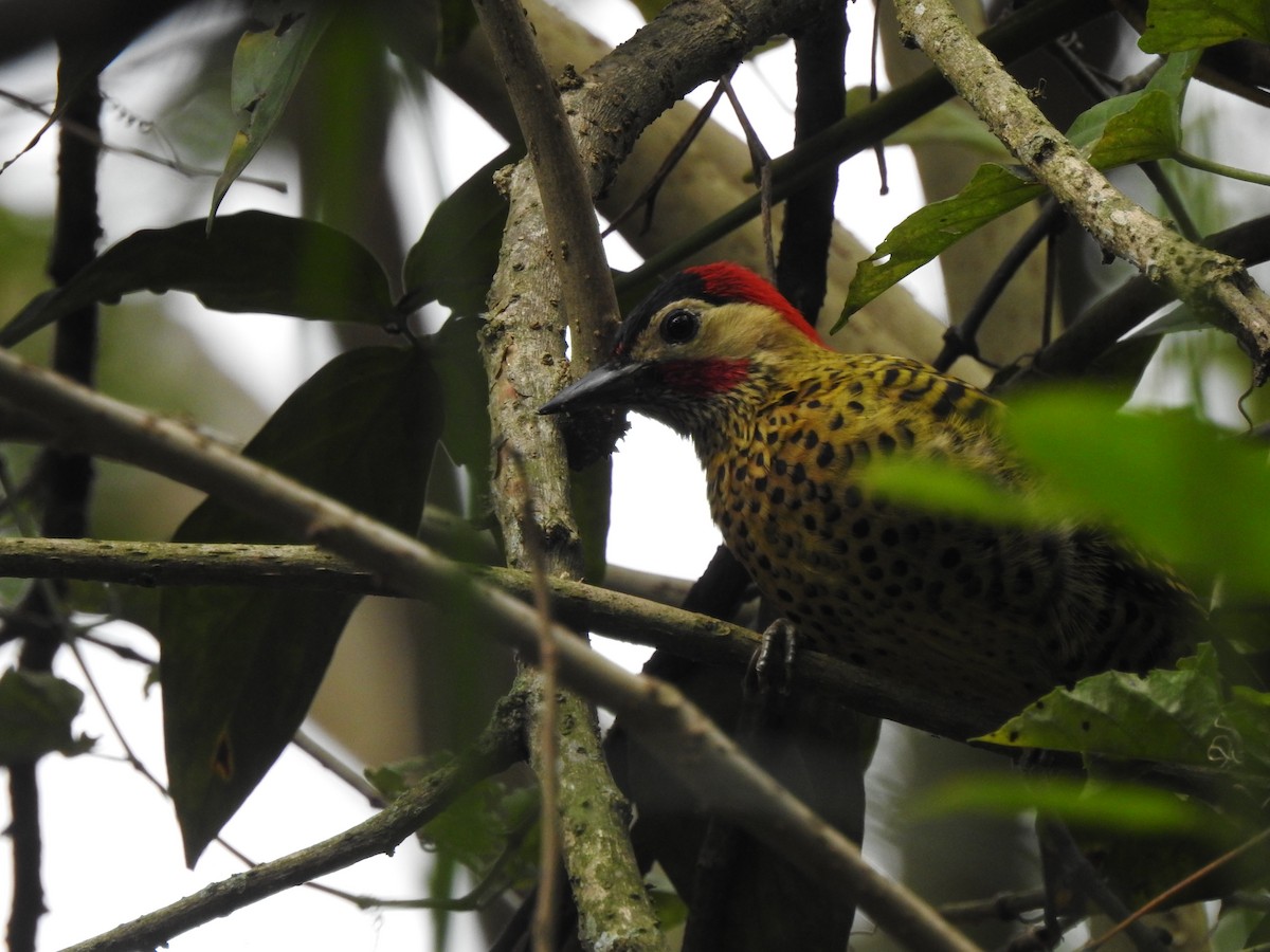 Green-barred Woodpecker - ML571197481