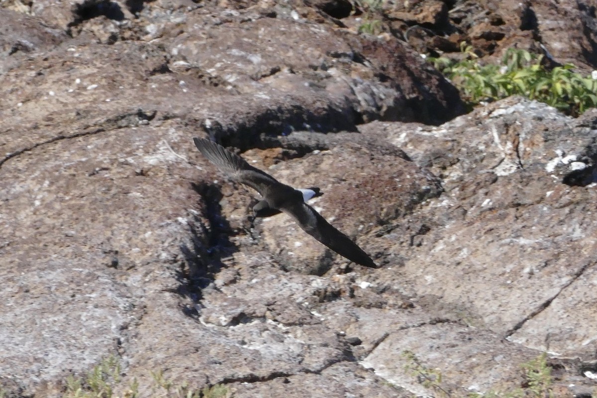 Wedge-rumped Storm-Petrel - Peter Kaestner