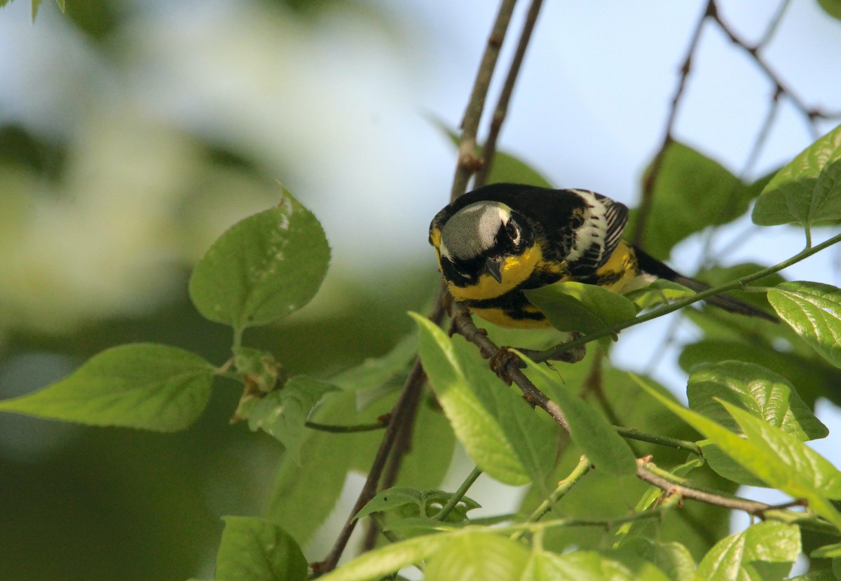 Magnolia Warbler - ML571197711