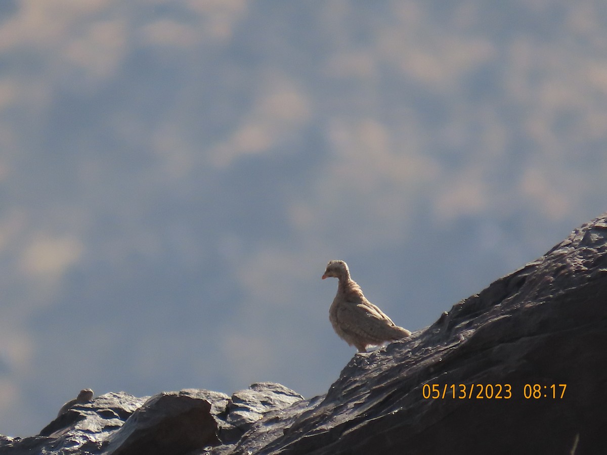 Sand Partridge - ML571198261