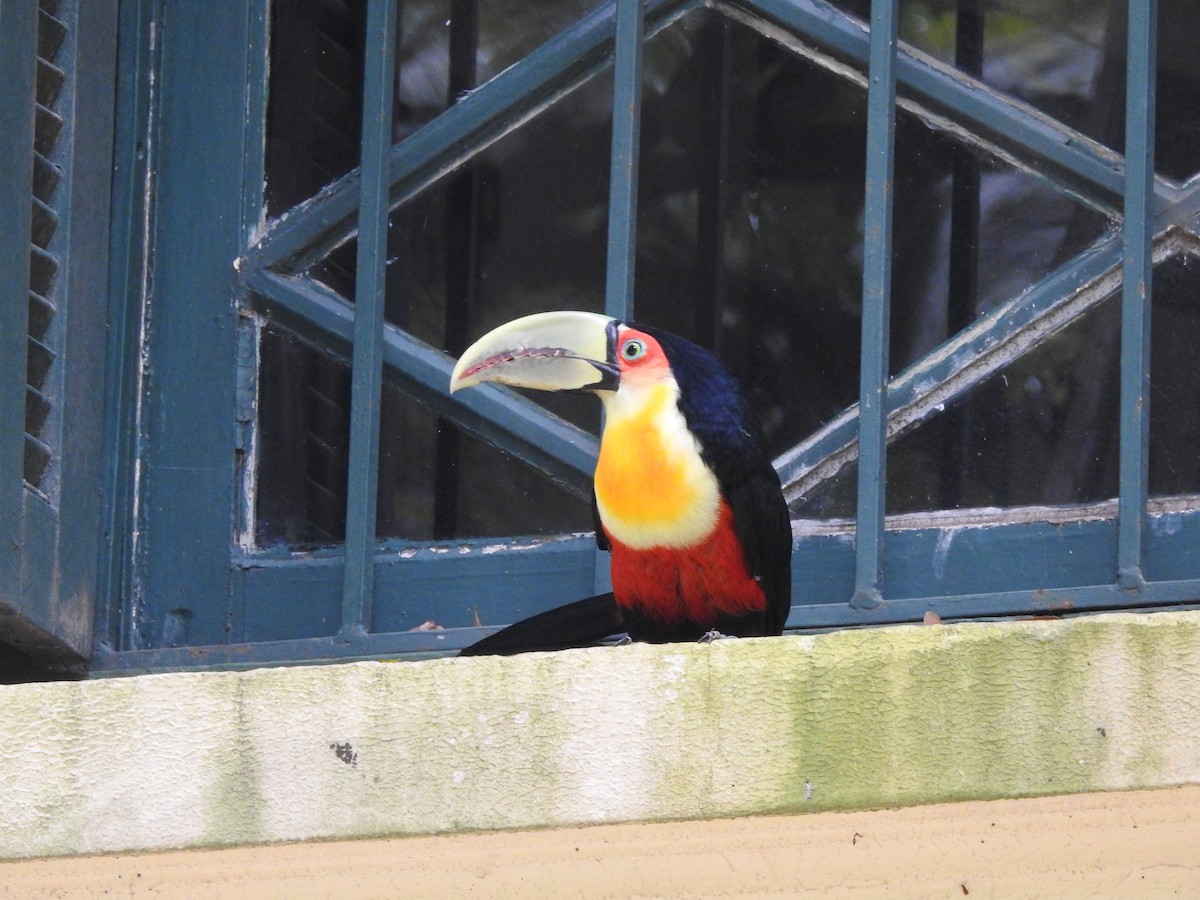 Red-breasted Toucan - ML571198301