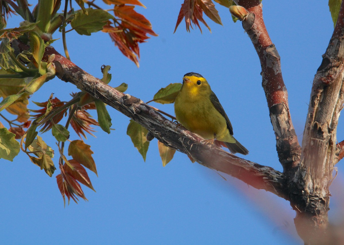 Wilson's Warbler - ML571199191