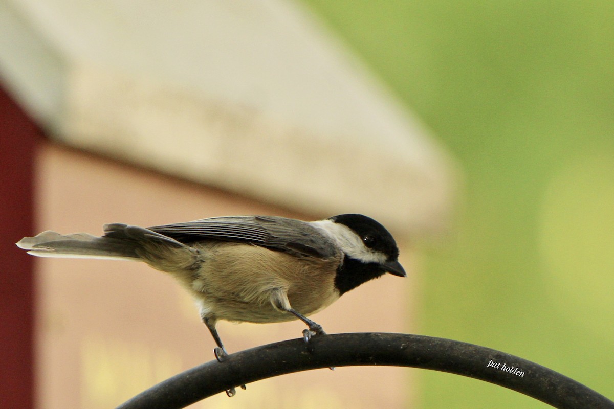 Carolina Chickadee - ML571199421