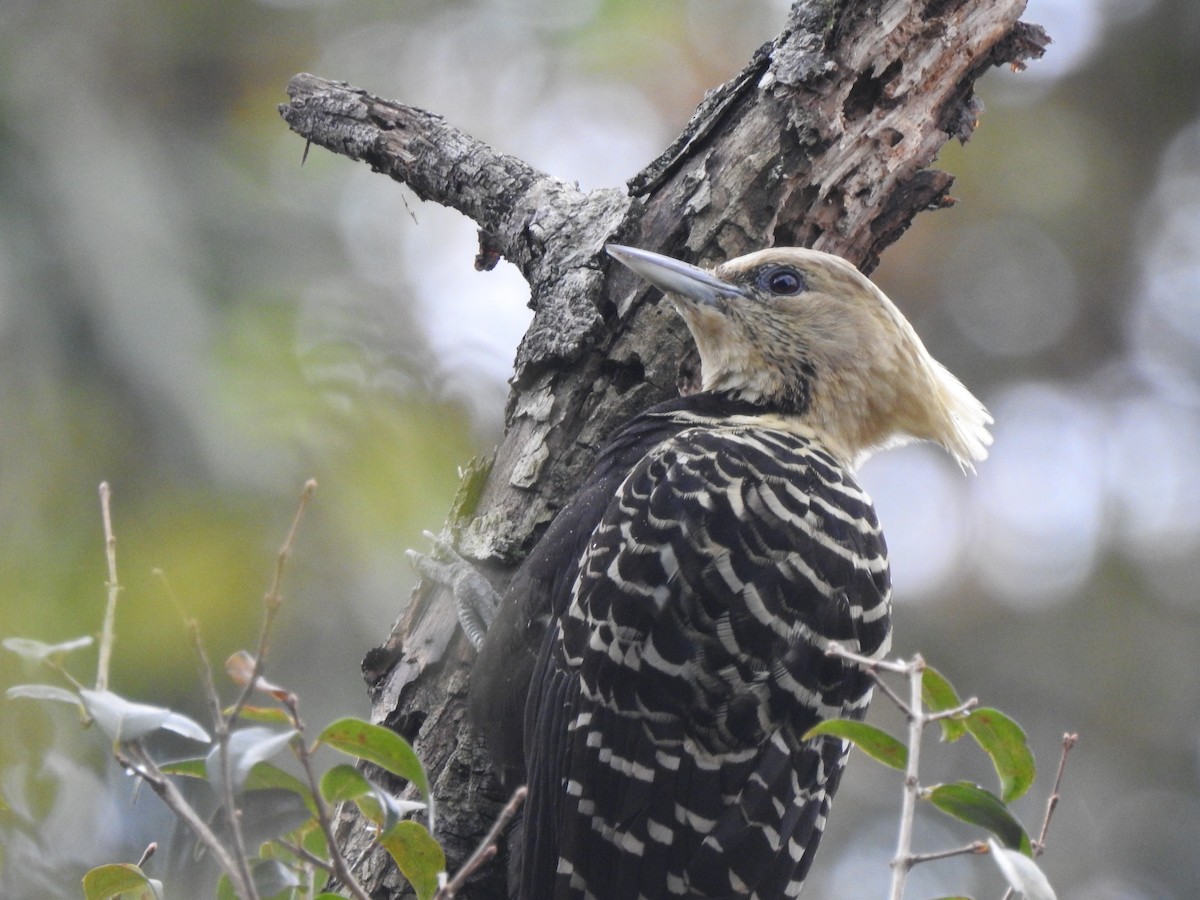 Blond-crested Woodpecker - ML571199861