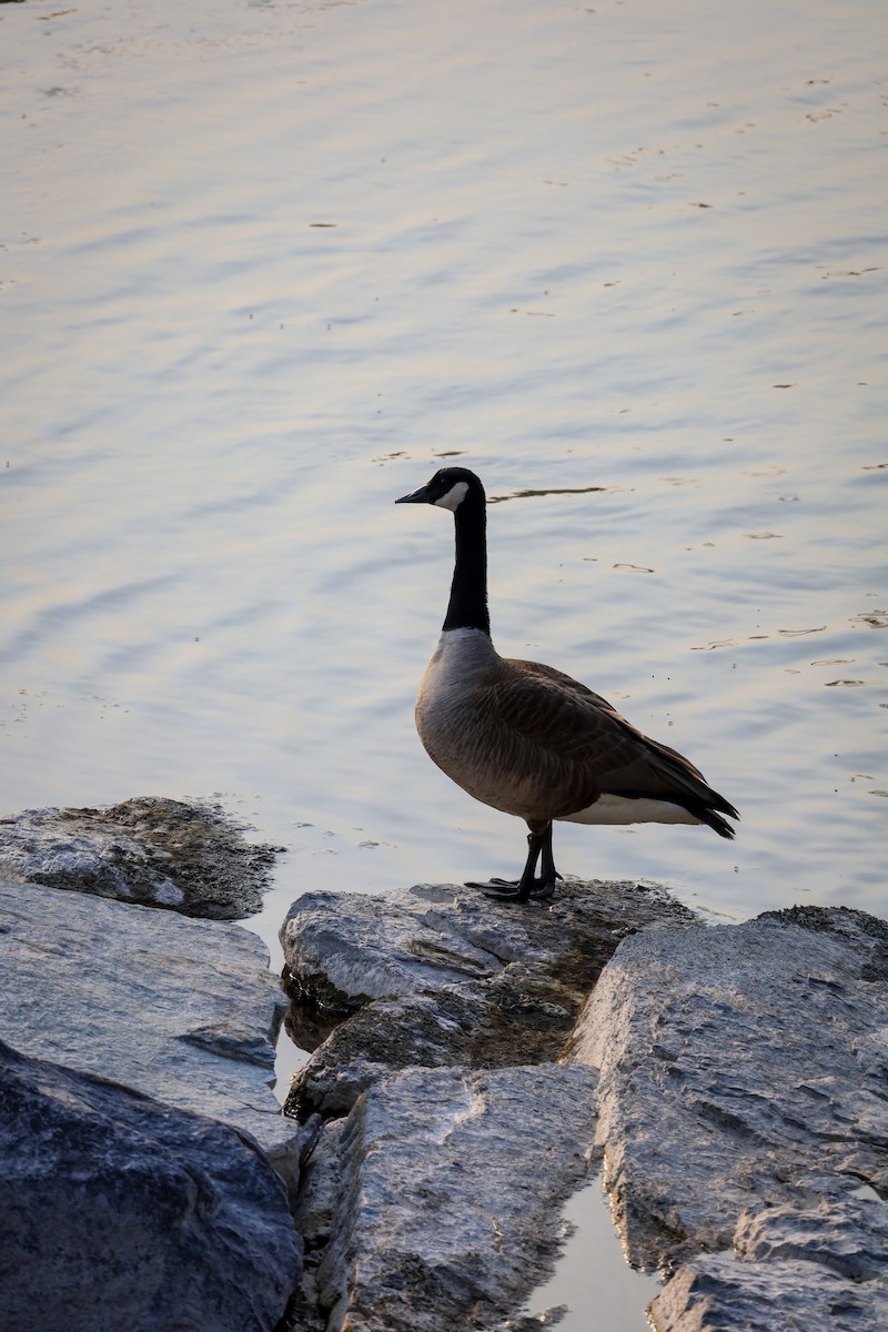 Canada Goose - ML571200181