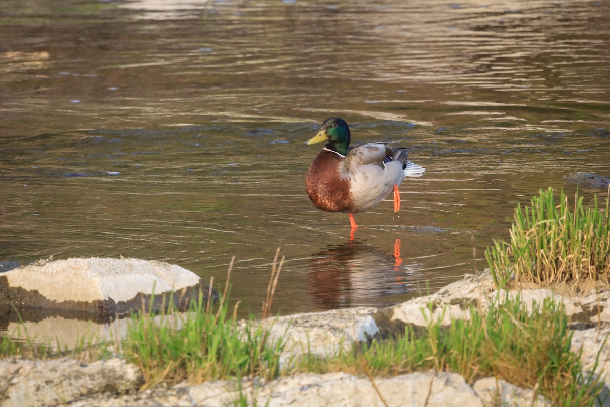 Mallard - ML571200381