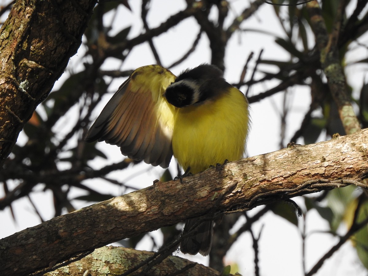 Great Kiskadee - ML571200451