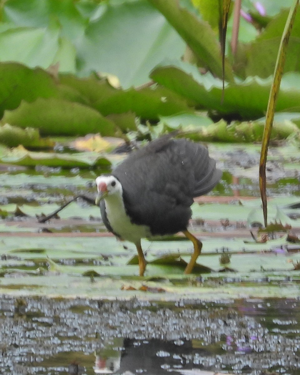 White-breasted Waterhen - ML571200741