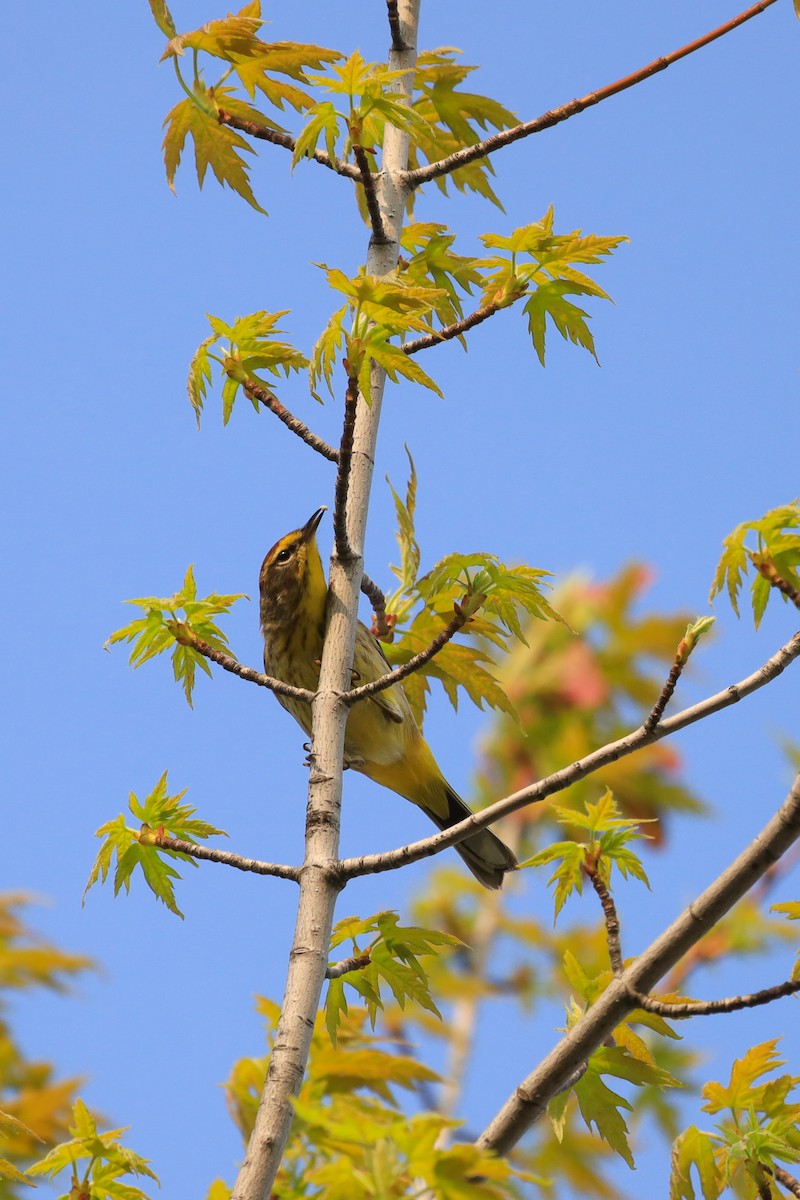 Palm Warbler - ML571200851