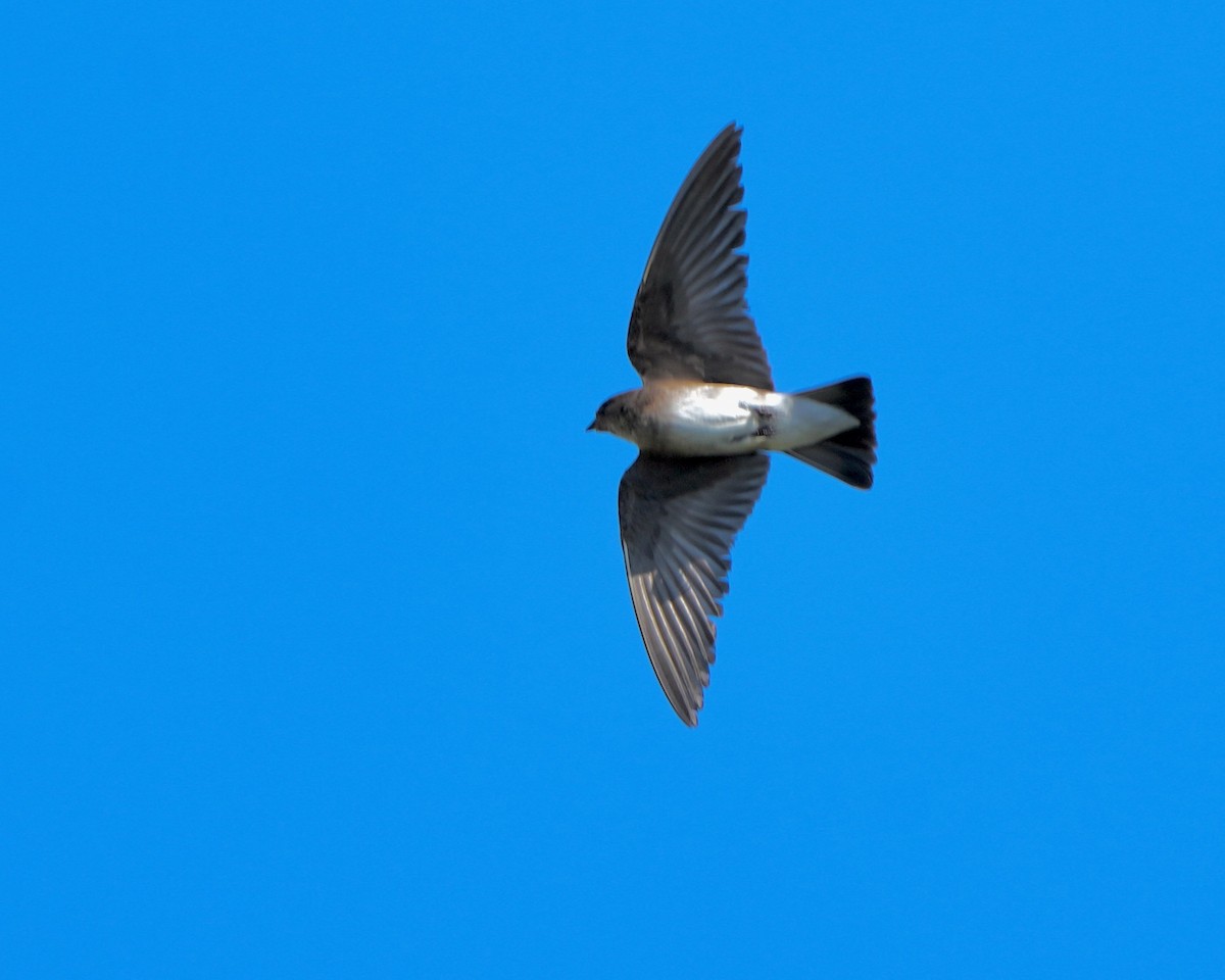 Northern Rough-winged Swallow - ML571201381