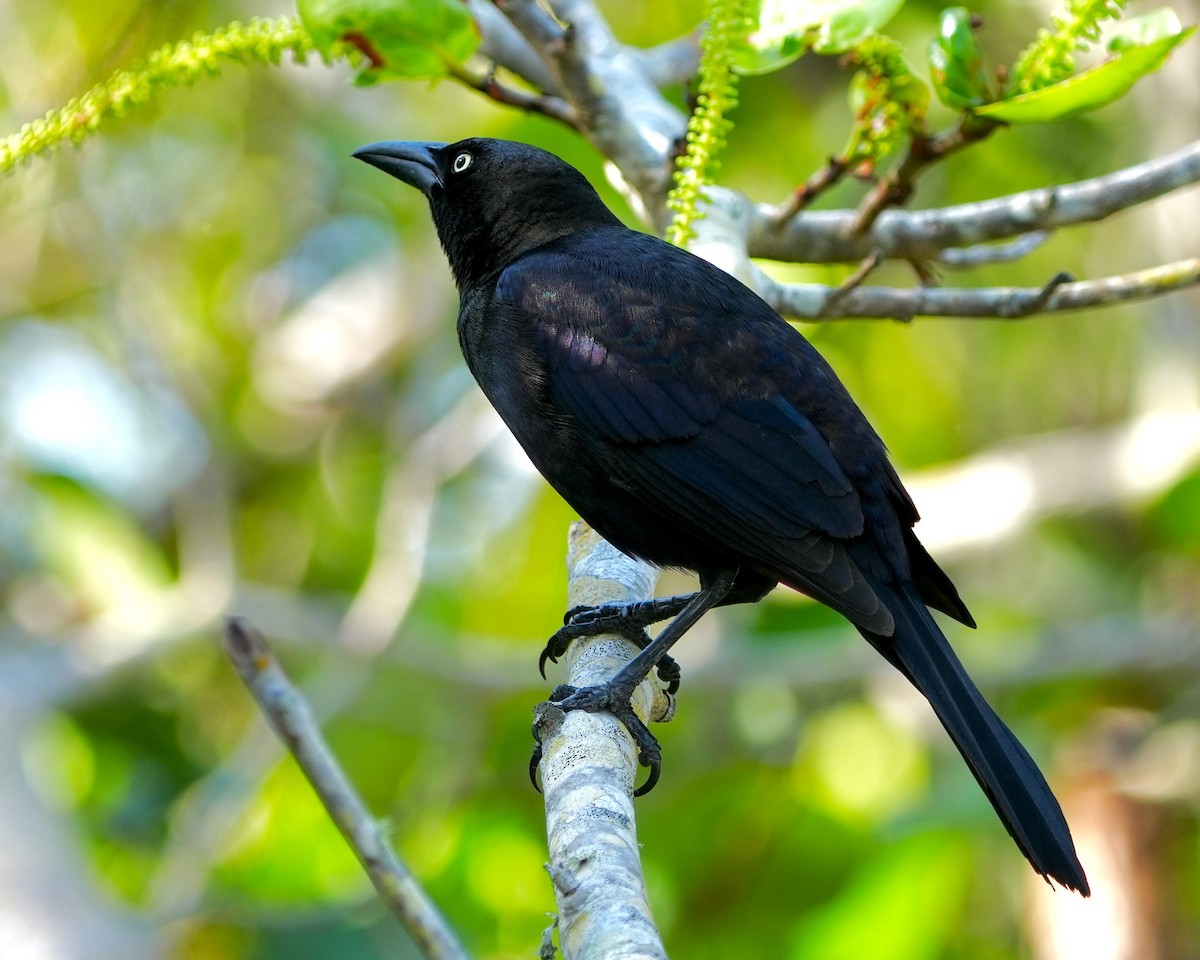 Common Grackle - ML571201521