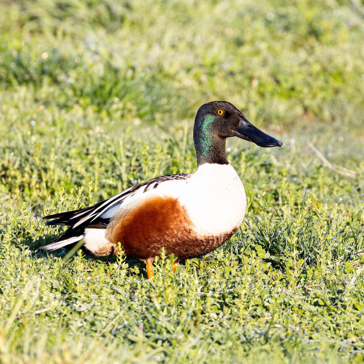 Northern Shoveler - ML571202941