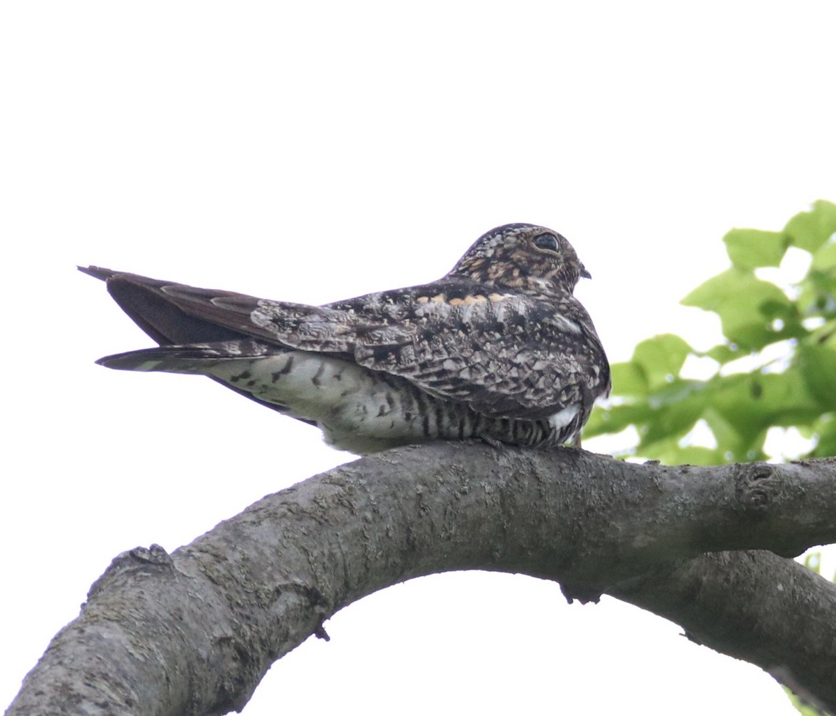 Common Nighthawk - ML571205161