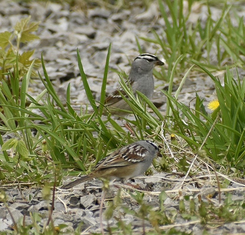 White-crowned Sparrow - Regis Fortin