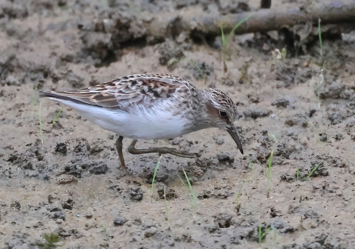 Least Sandpiper - ML571205641