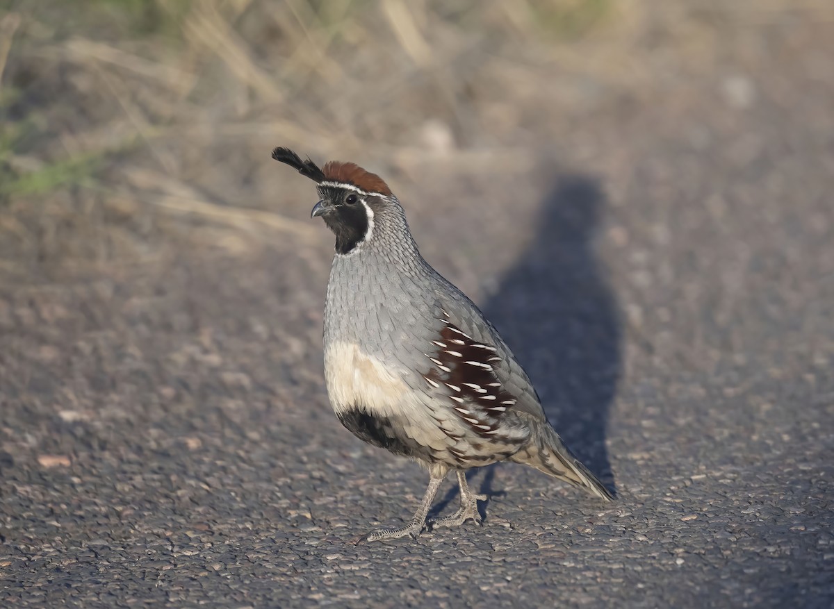 Gambel's Quail - ML571207211