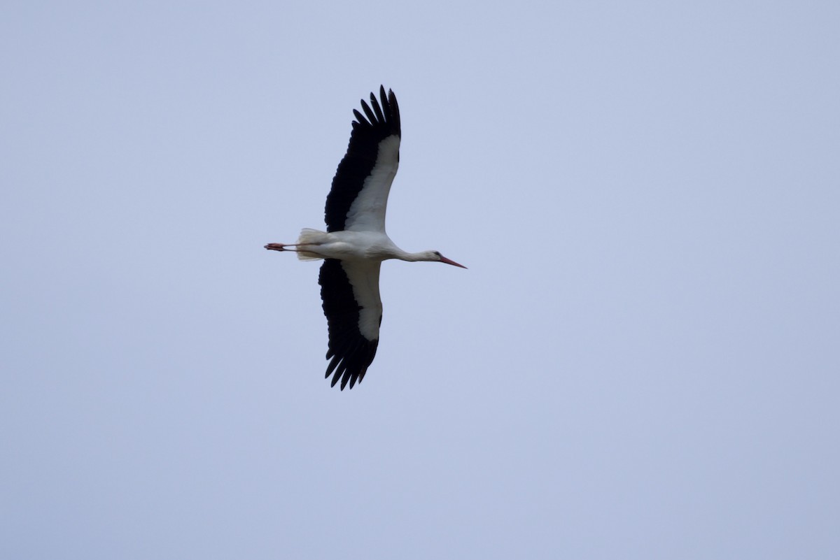 stork - ML571207231