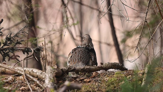 Ruffed Grouse - ML571207671