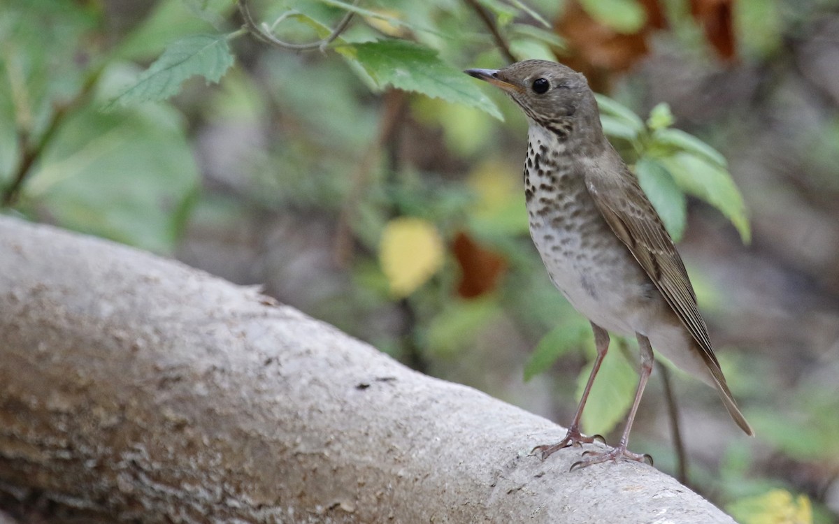 Gray-cheeked Thrush - ML571208111