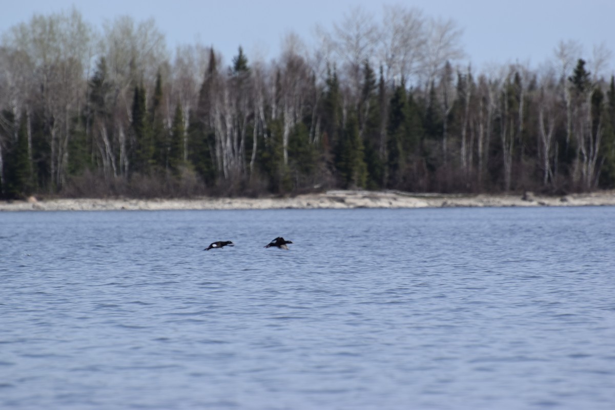 White-winged Scoter - ML571208701