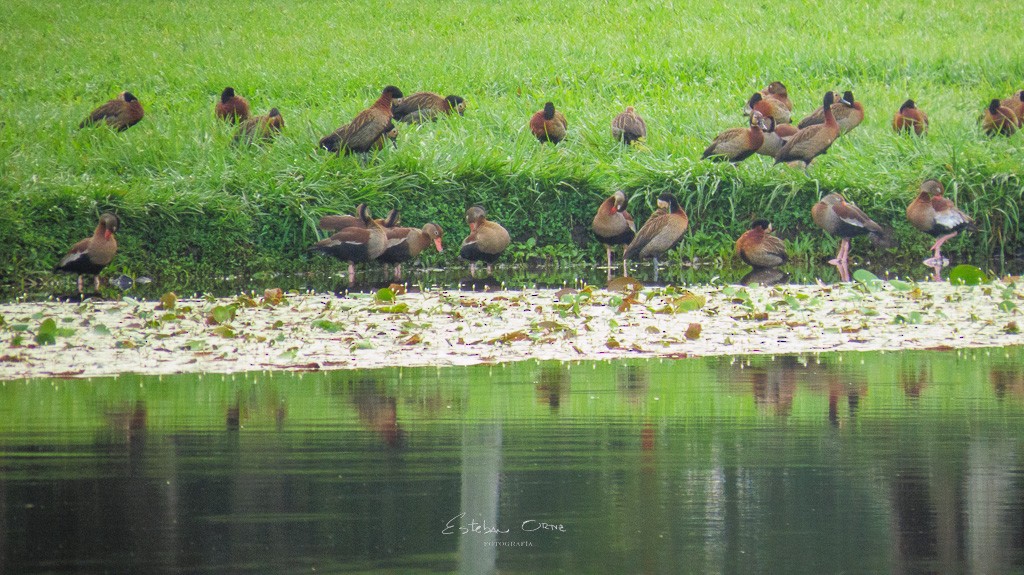 Fulvous Whistling-Duck - ML571209661