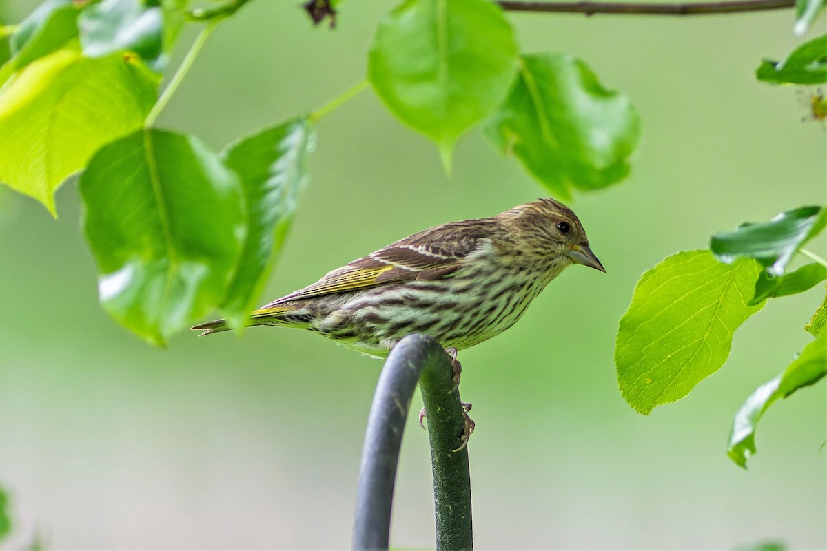 Pine Siskin - ML571209771