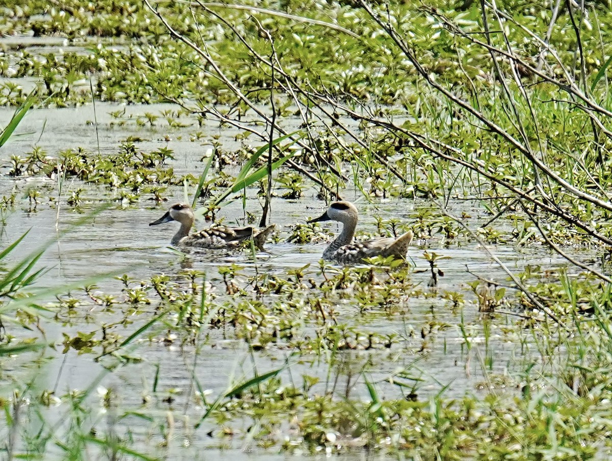 Marbled Duck - ML571210821