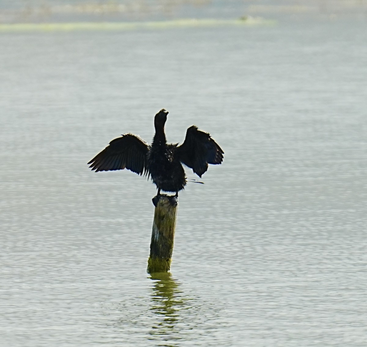 Pygmy Cormorant - ML571211101