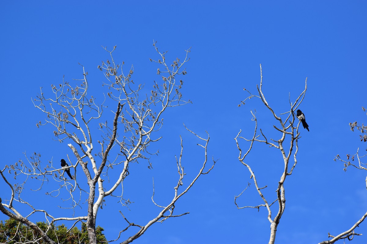 Black-billed Magpie - ML571211181