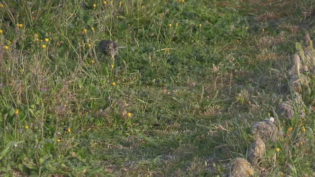Rock Pipit - ML571211641