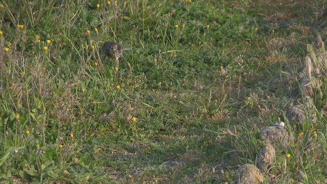 פפיון סלעים - ML571211641