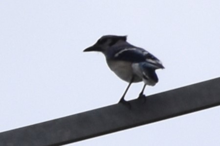 Blue Jay - ML571211991