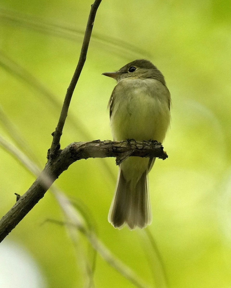 Buchenschnäppertyrann - ML571212241