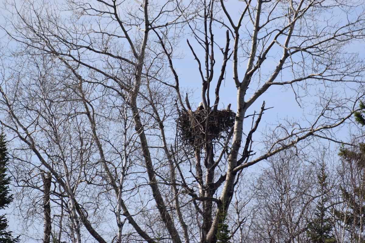 Bald Eagle - ML571212511