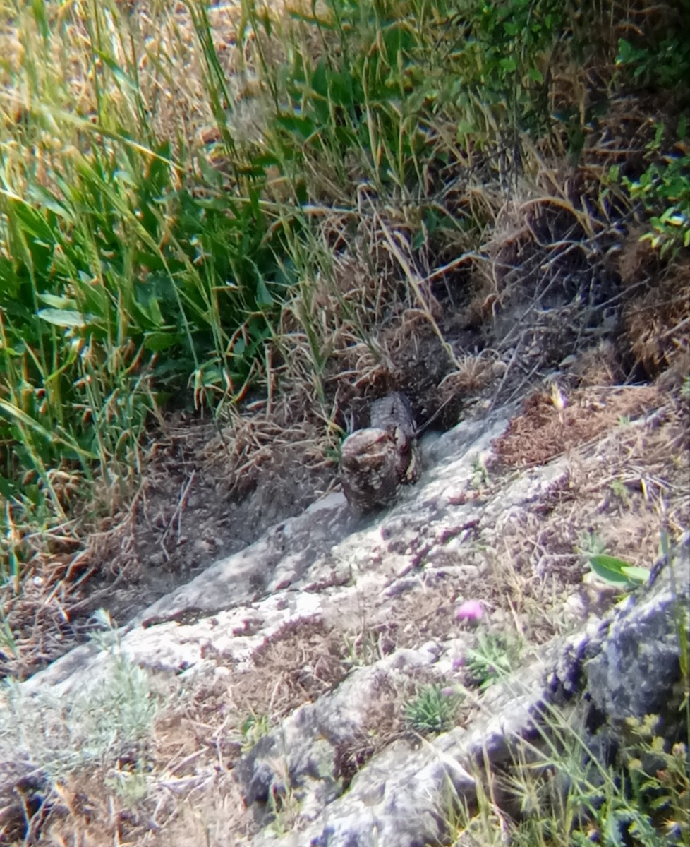 Eurasian Nightjar - Elman İmanov