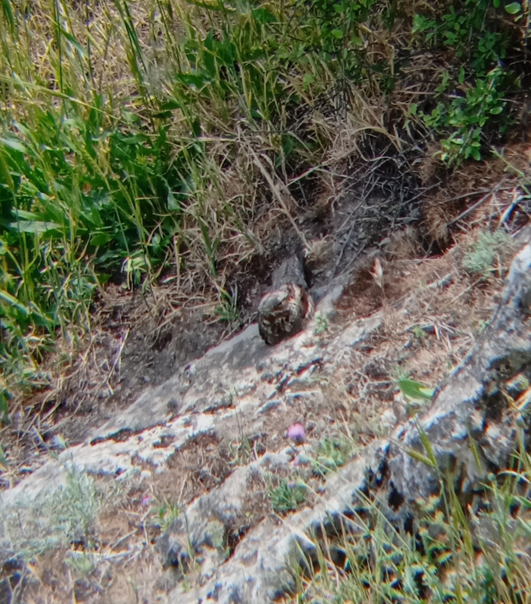 Eurasian Nightjar - ML571214771