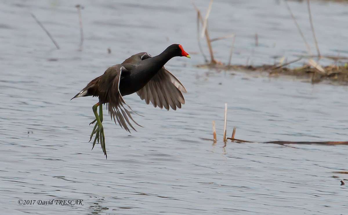 Common Gallinule - David Trescak