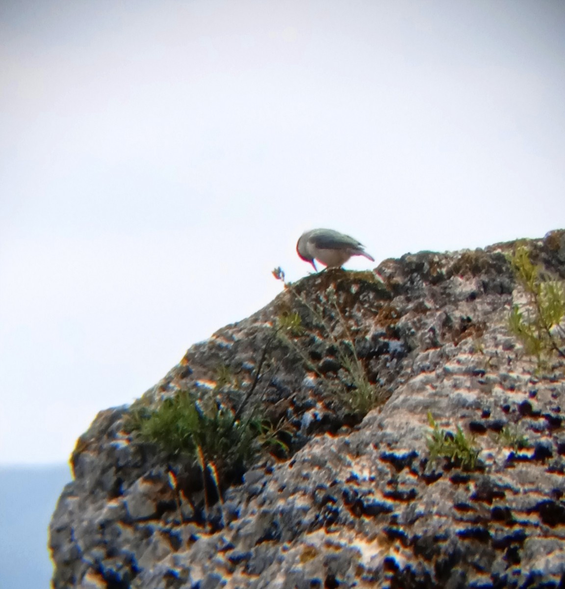 Western Rock Nuthatch - ML571215381