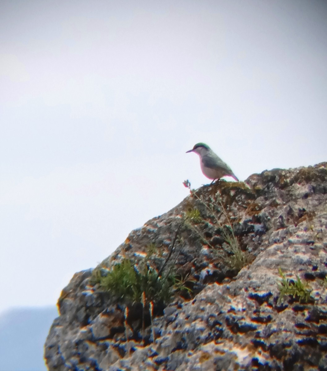 Western Rock Nuthatch - ML571215411